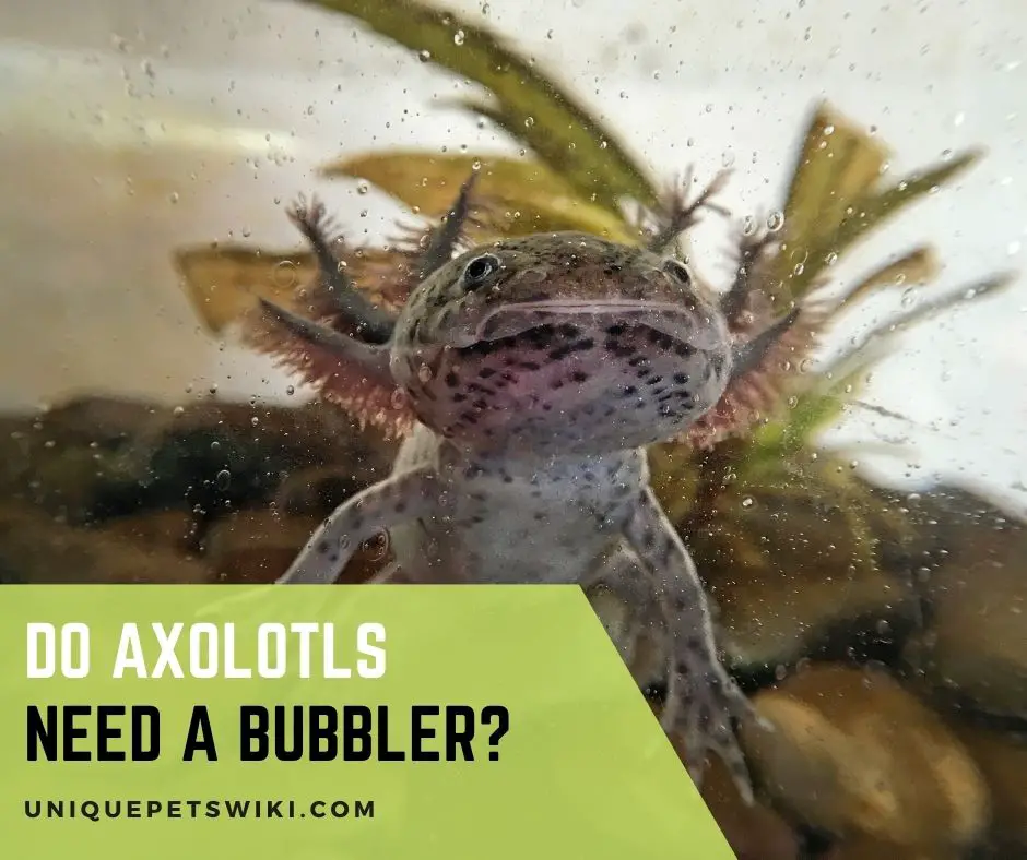 Do Axolotls Need A Bubbler