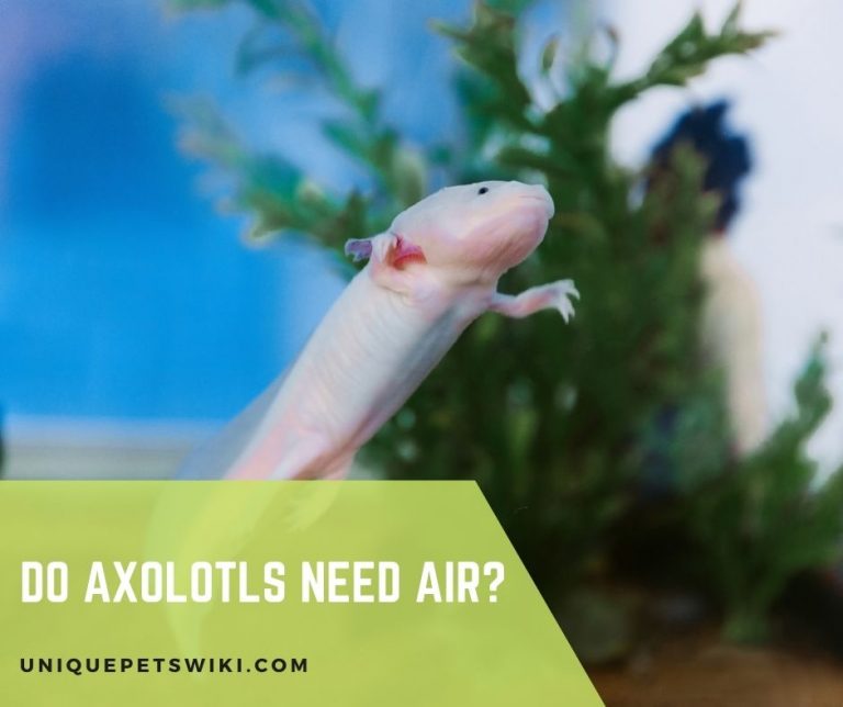 Do Axolotls Need Air 