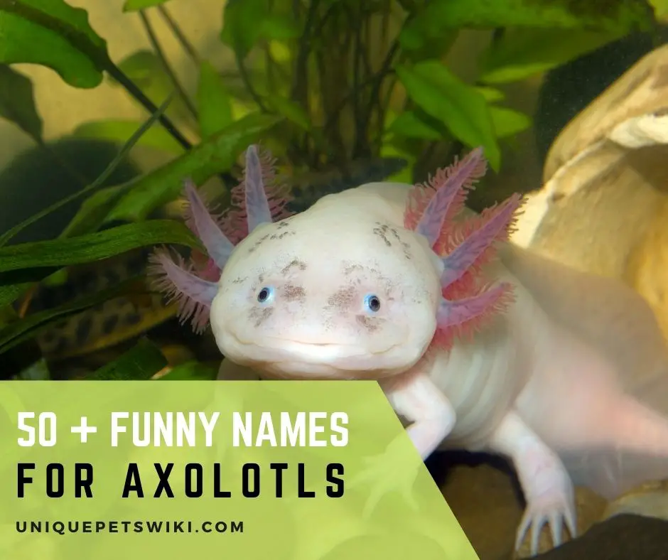 Funny Names for Axolotls