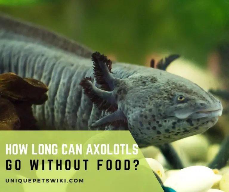 How Long Can Axolotls Go Without Food?
