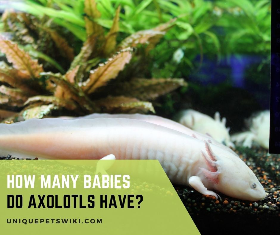 How Many Babies Do Axolotls Have