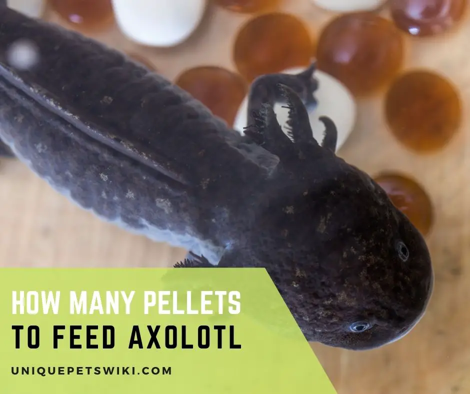 How Many Pellets To Feed Axolotl