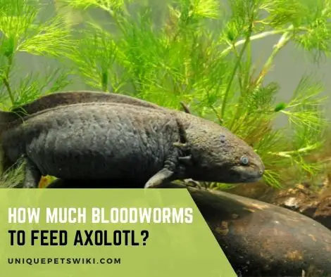 How Much Bloodworms To Feed Axolotl