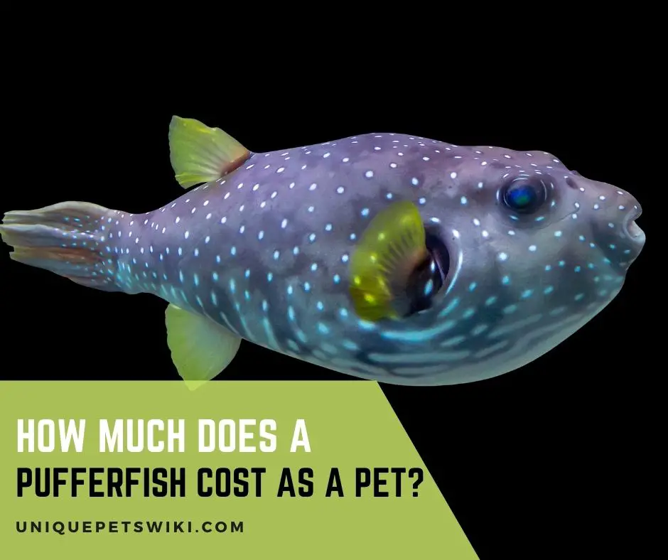 How Much Does A Pufferfish Cost As A Pet