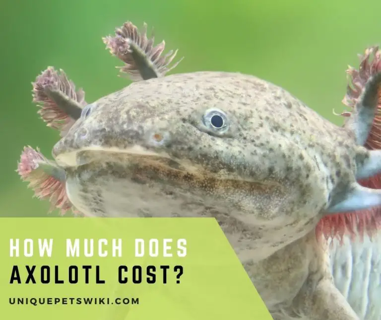 how-much-does-axolotl-cost