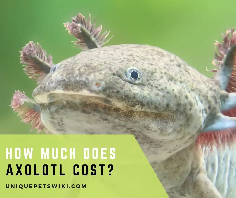 How Much Does Axolotl Cost
