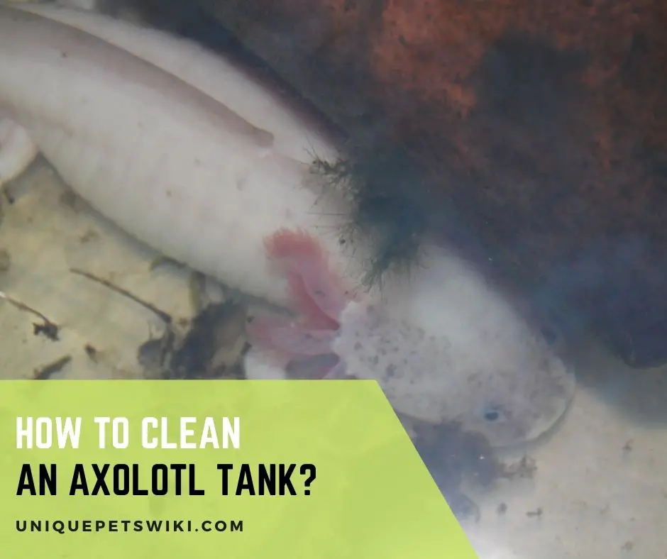 How To Clean Axolotl Poop