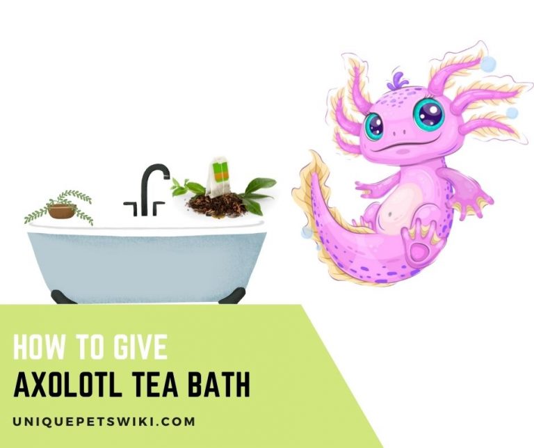 How To Give Axolotl Tea Bath