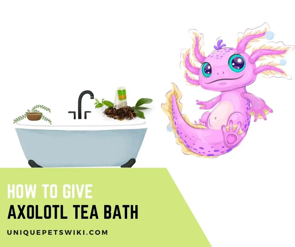How To Give Axolotl Tea Bath