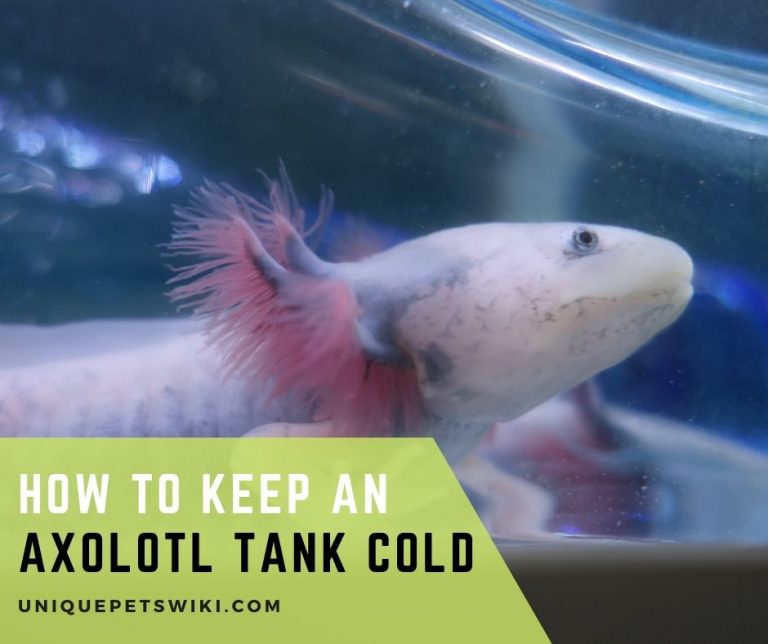 How to Keep Axolotl Tank Cool