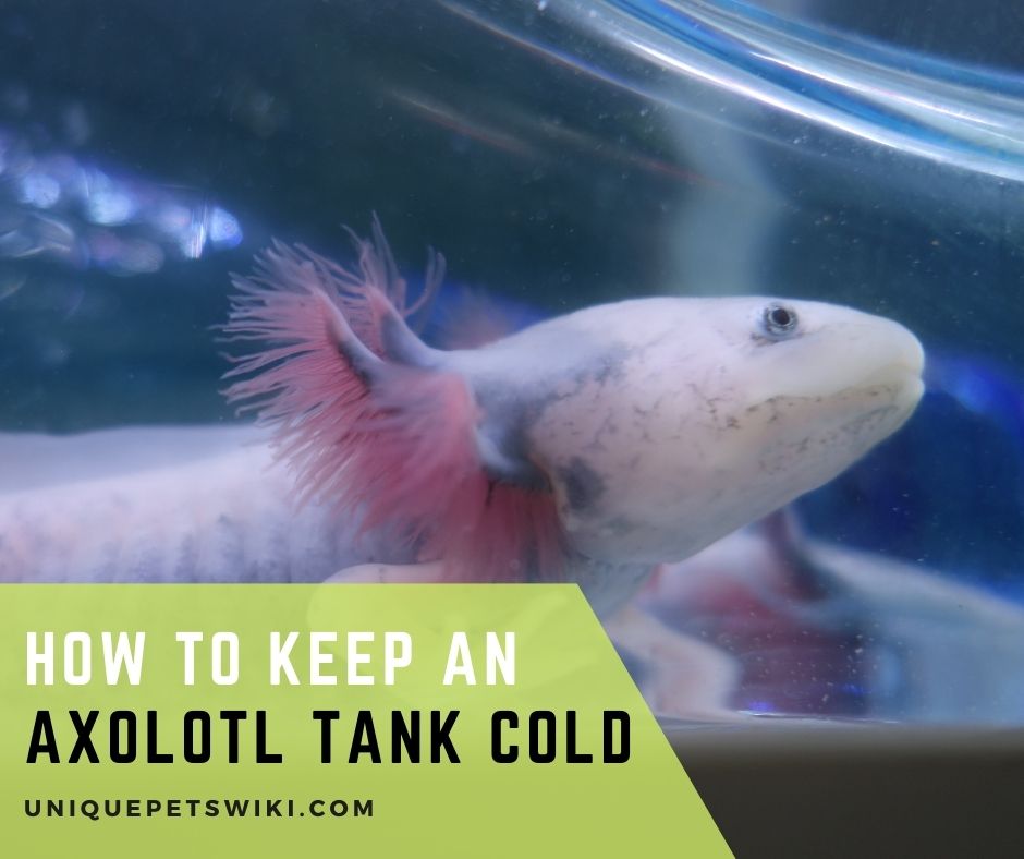 How To Keep An Axolotl Tank Cold
