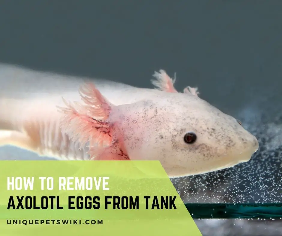 How To Remove Axolotl Eggs From Tank
