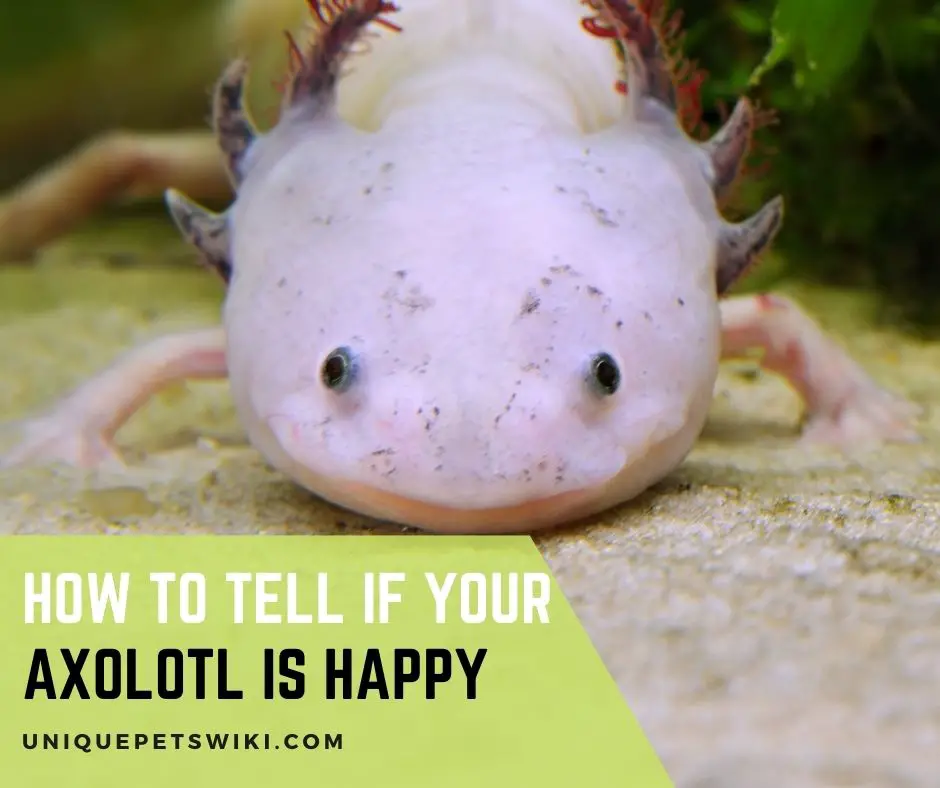 How to Tell If Your Axolotl Is Happy