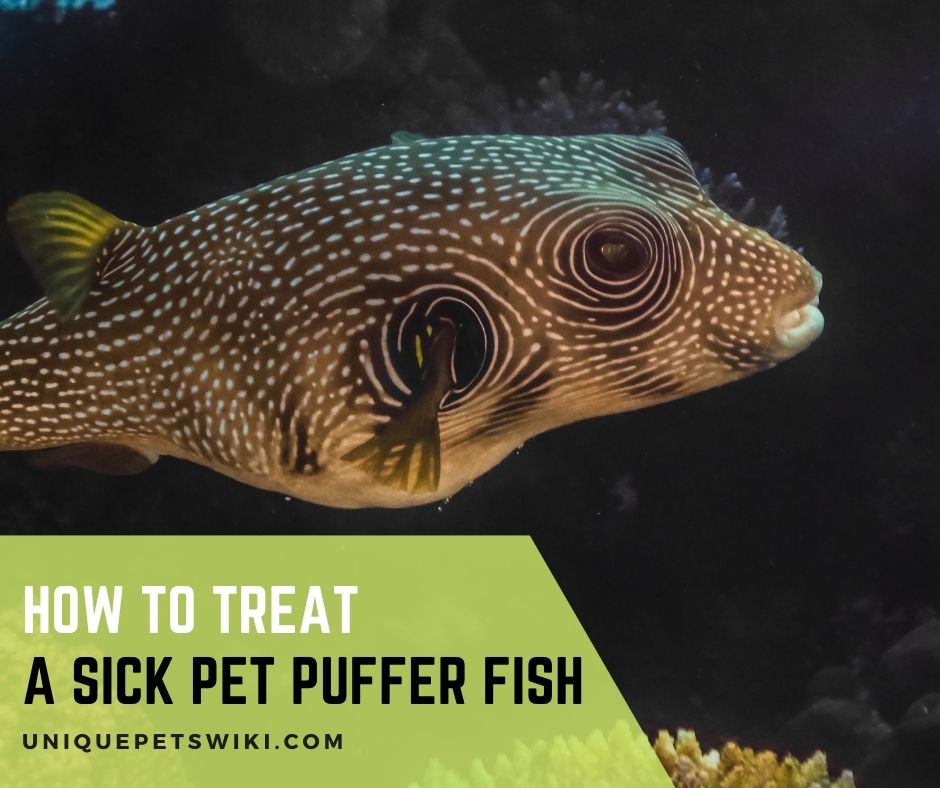 How to Treat a Sick Pet Puffer Fish