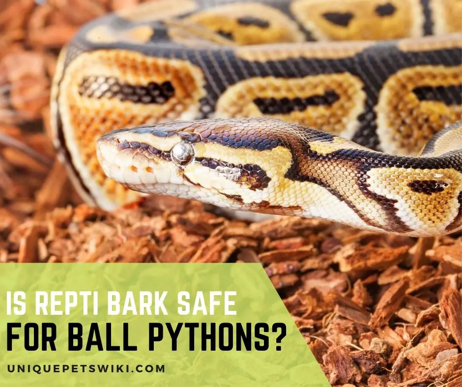 Is Repti Bark Safe For Ball Pythons