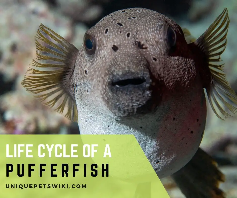 Life Cycle of A Pufferfish