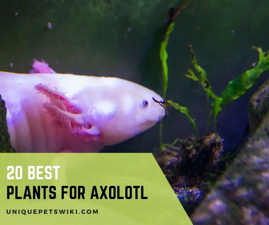 Plants for Axolotl
