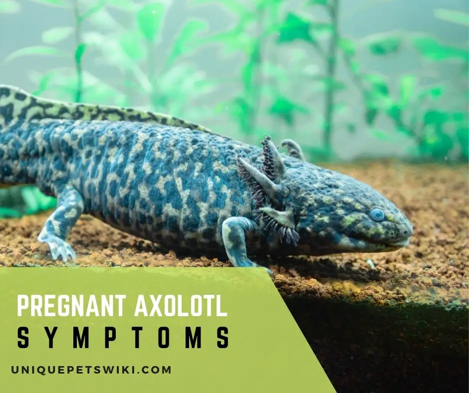 Pregnant Axolotl Symptoms