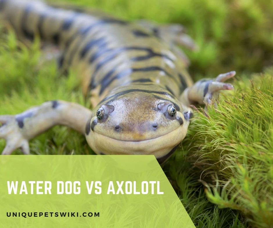 Water Dog Vs Axolotl