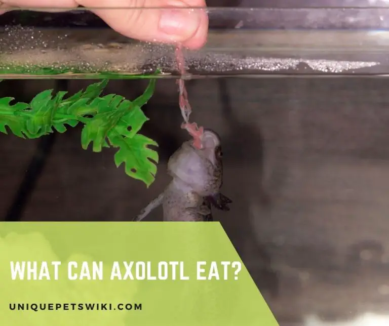 What Can Axolotl Eat?