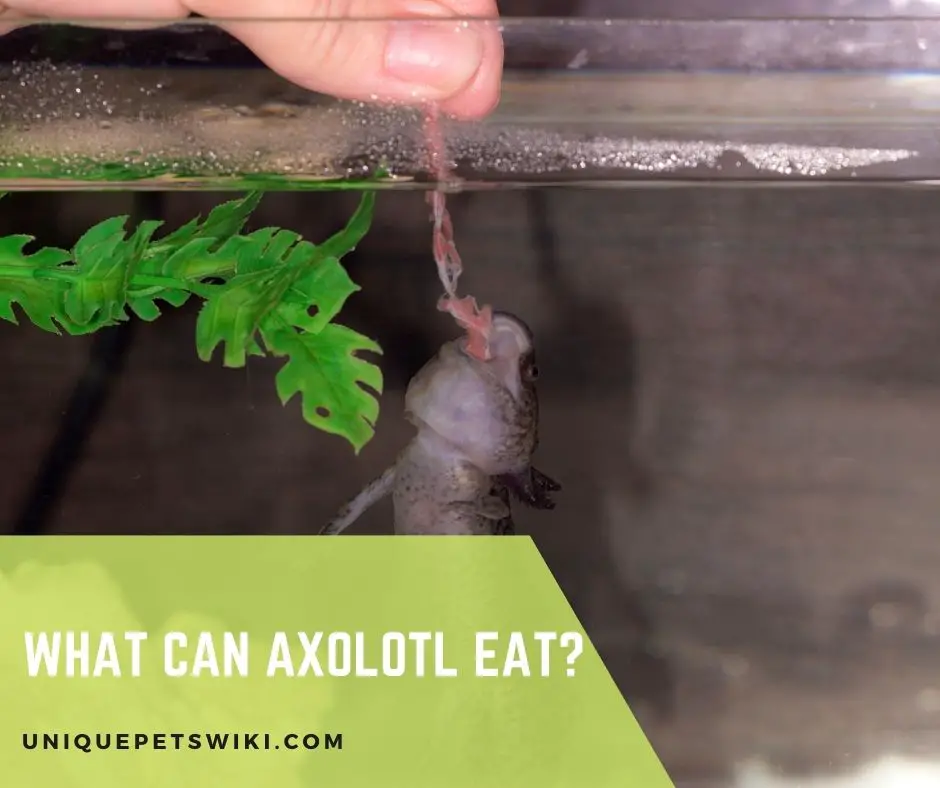 What Can Axolotl Eat
