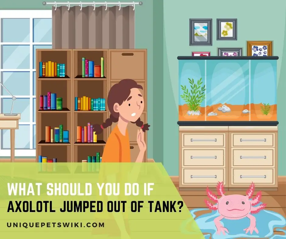 What Should You Do If Axolotl Jumped Out of Tank