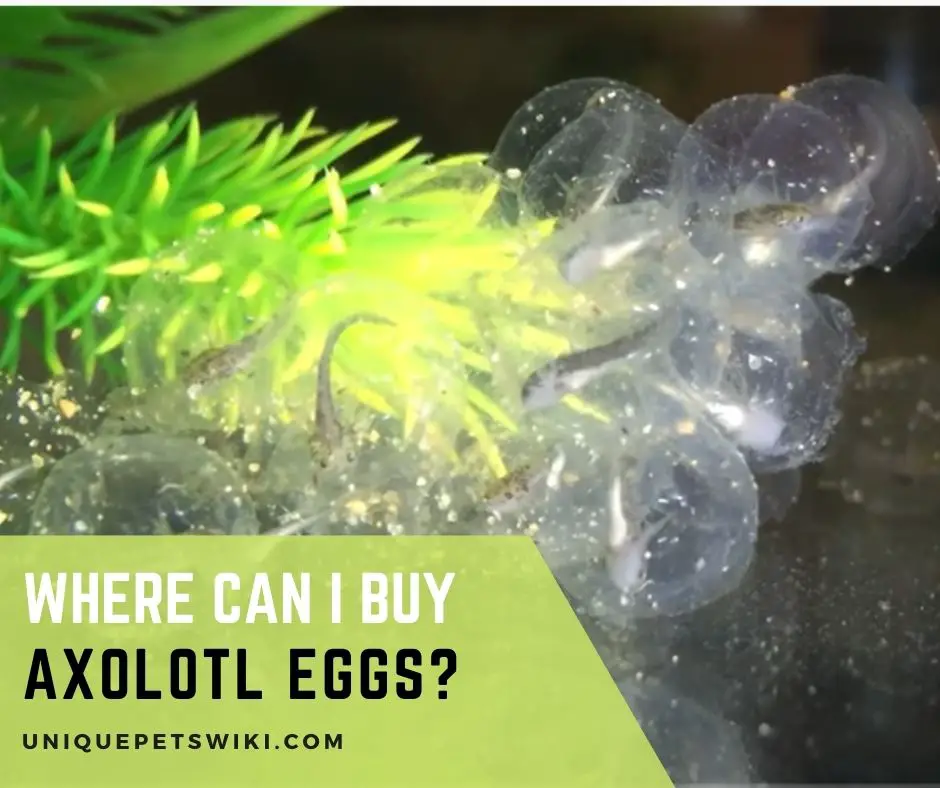Where Can I Buy Axolotl Eggs