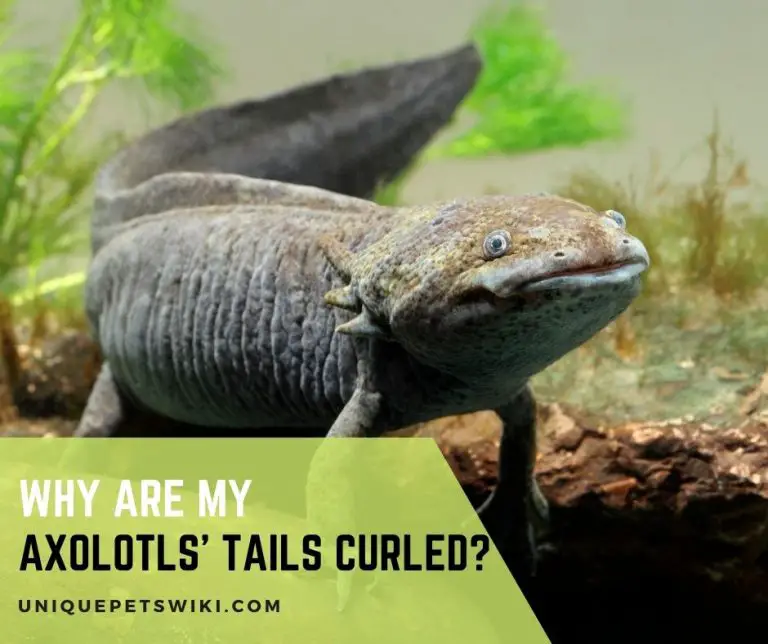 Why Are My Axolotls' Tails Curled?