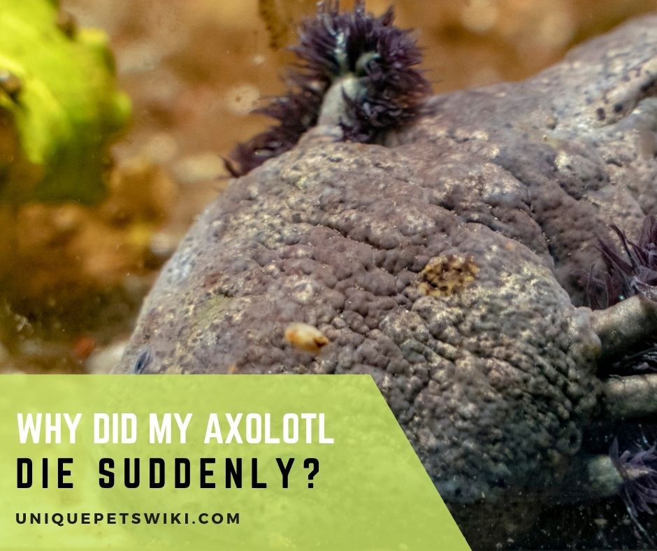 Why Did My Axolotl Die Suddenly