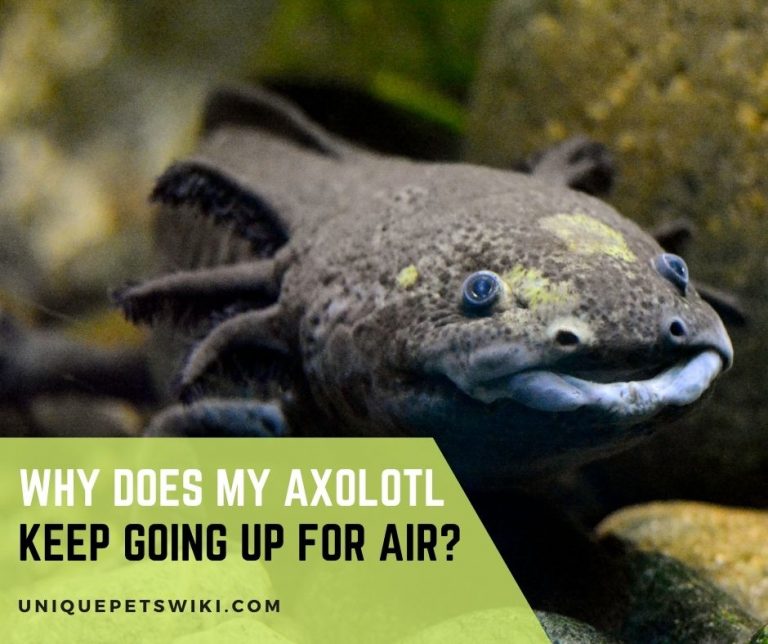 Why Does My Axolotl Keep Going up for Air?