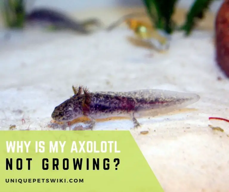 Why Is My Axolotl Not Growing