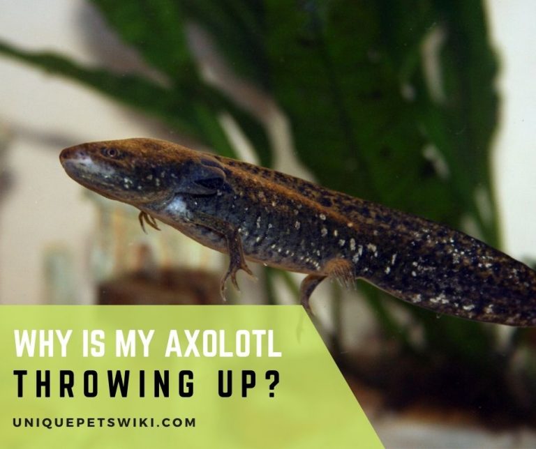 Why Is My Axolotl Throwing Up?