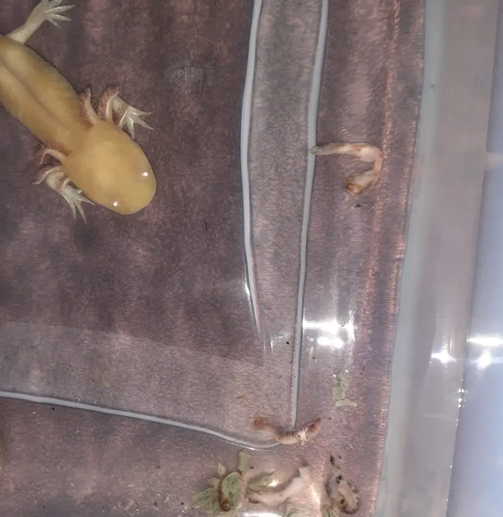 Axolotl Throwing Up