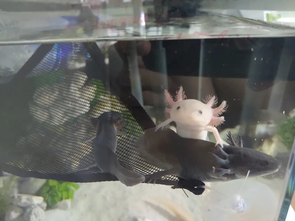 Are Axolotls Aggressive?