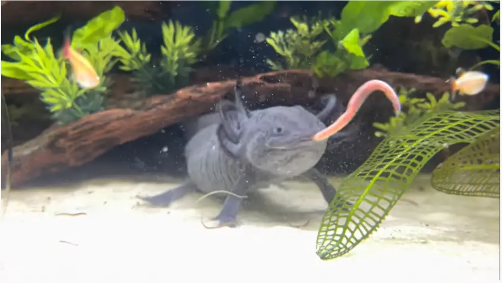 Axolotl eating worm
