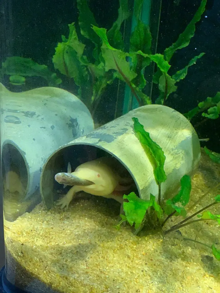 axolotl eats small fish