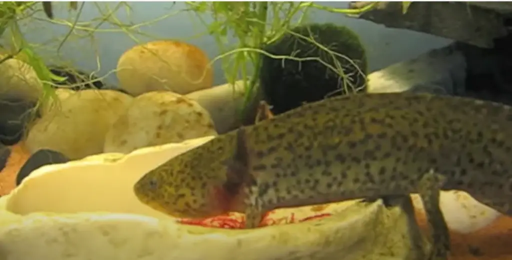 axolotl eats worms in feeding dish