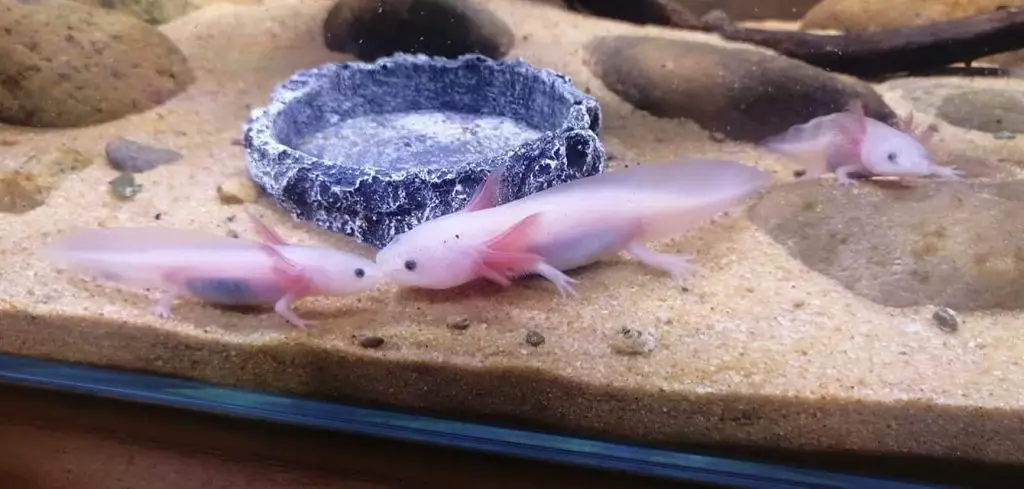 axolotl together