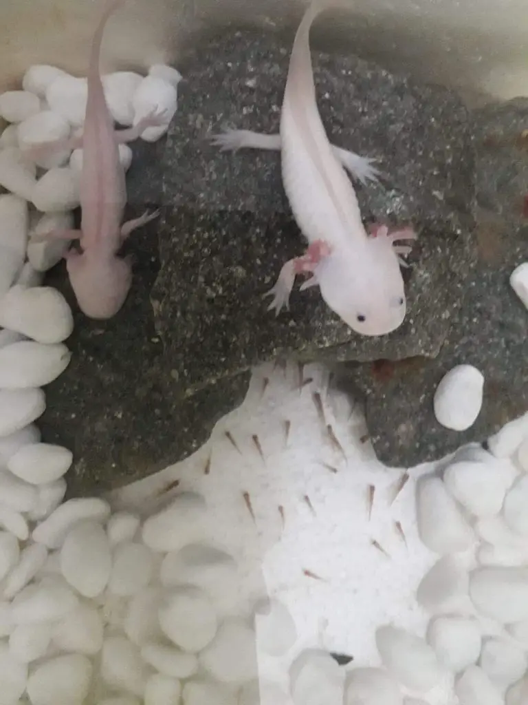 An axolotl is underfed
