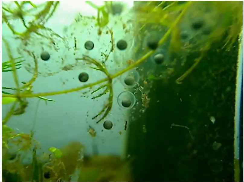 Axolotl Eggs