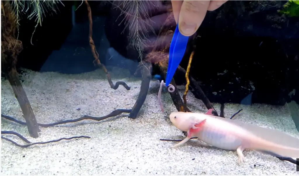 feeding axolotl worms with tweezers