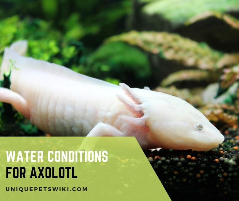 Full Requirements & Water Conditions for Axolotl in Captivity