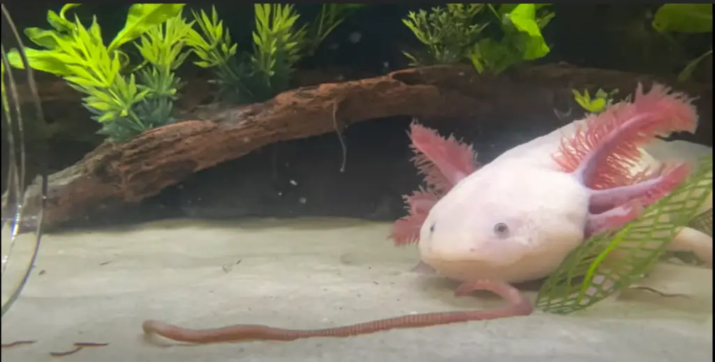 axolotl eats worms