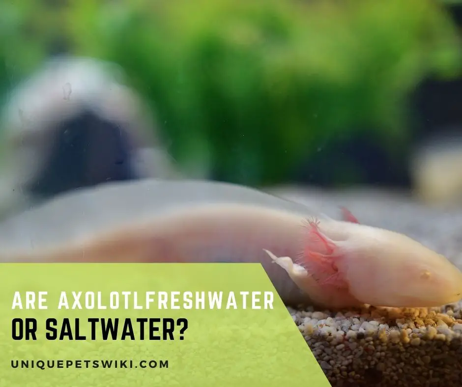 Are Axolotl Freshwater or Saltwater