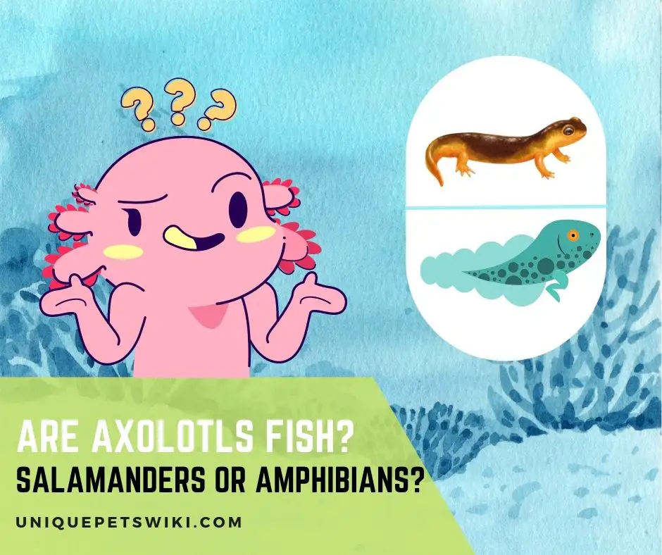 Are Axolotls Fish