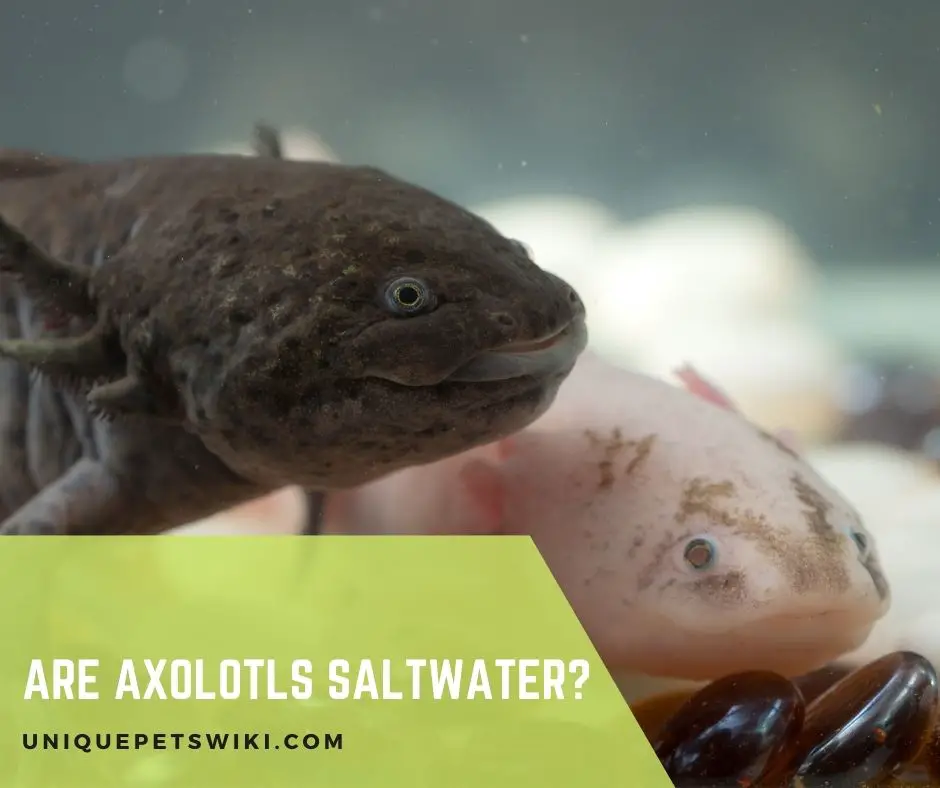 Are Axolotls Saltwater
