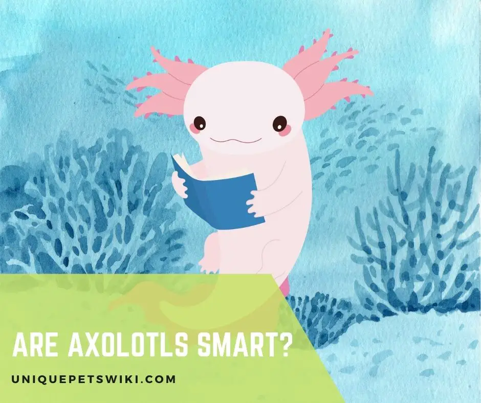 Are Axolotls Smart