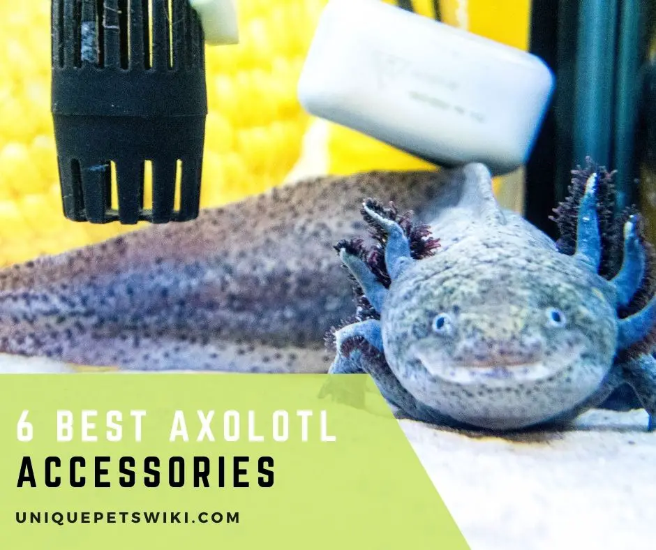 Axolotl Accessories