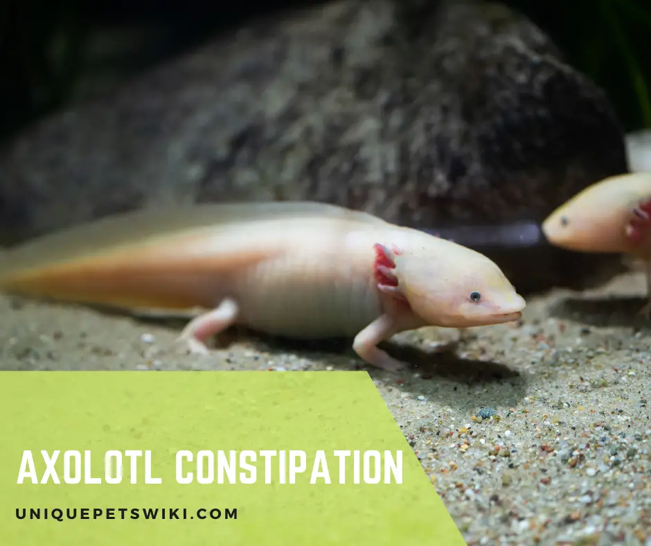 Axolotl Constipation
