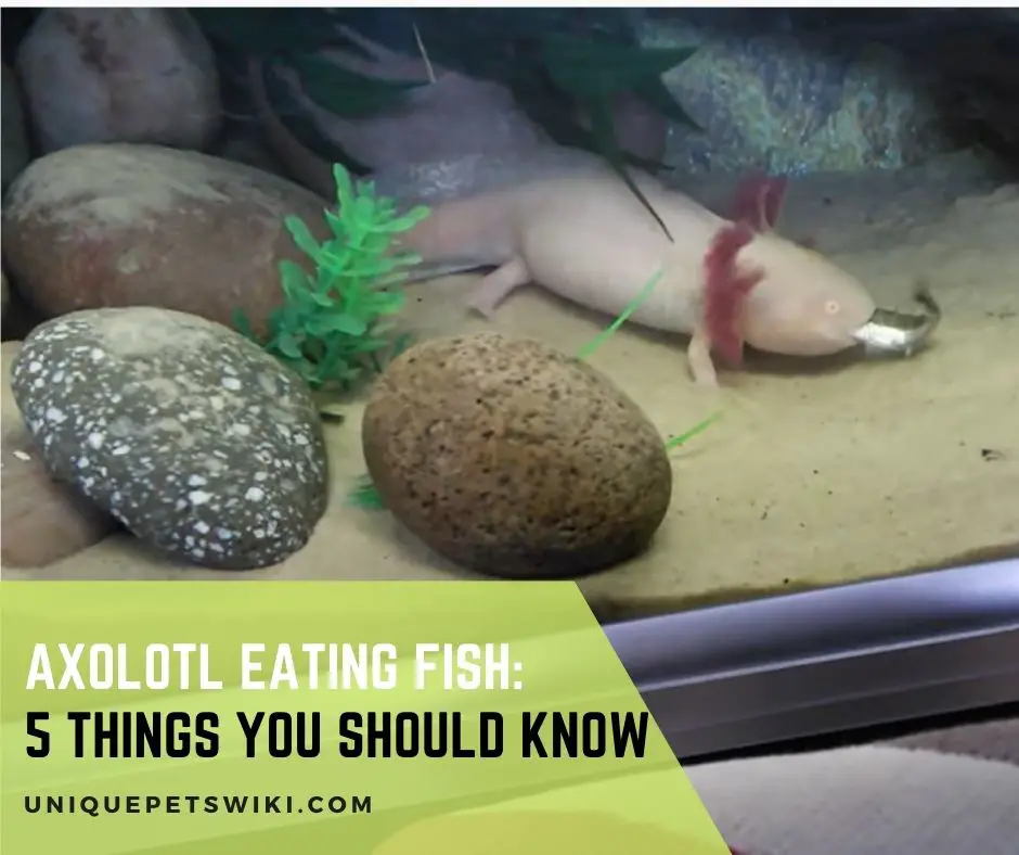 Axolotl Eating Fish